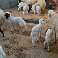 فروش نقدی جفتی ۴۶ تومن|حیوانات مزرعه|آبدانان, |دیوار