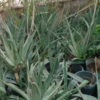 گیاه آلوئه ورا ریشه پر