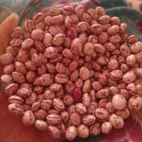 لوبیا چیتی اعلا قیمت 380 خریدار تخفیف هم داره