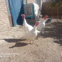 بوقلمون  فروشی