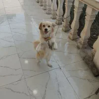 سگ اهلی شناسنامه دار واکسن زده