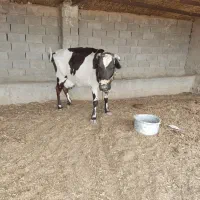 گاو ماده|حیوانات مزرعه|هیرمند, |دیوار