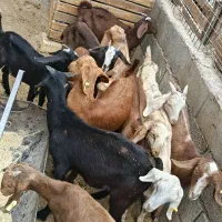 تعدادی کره بز ( بزغاله) چهار ماهه