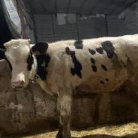 گوساله نر