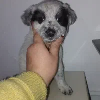 واگذاری توله سگ