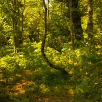 زمین-مشارکت-ساخت-سند-تک-برگ-جواز-ساخت-4-تا-5-طبقه