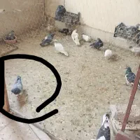 سوسکی سبز و قره سبز