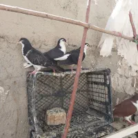 کبوتر رنگی طوقی و سادع و فری