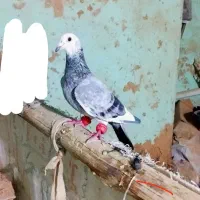 کبوتر|پرنده|شیروان (خراسان), |دیوار