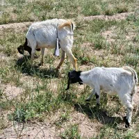 1راس کولار پاکستانی لنگ سه قلو  زاییده دوقلوزا