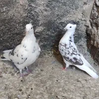 کبوتر پرشی|پرنده|پیر بکران, |دیوار