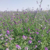 اجاره زمین کشاورزی|اجارهٔ دفتر صنعتی، کشاورزی، تجاری|پارس‌آباد, |دیوار