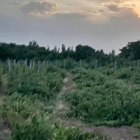 ۲۱۰۰ متر باغ تاکستان|فروش دفتر صنعتی، کشاورزی، تجاری|تهران, مینابی|دیوار