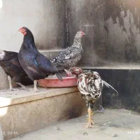 مرغ وخروس|حیوانات مزرعه|محمدشهر, عباس آباد|دیوار