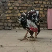 خروس لاری