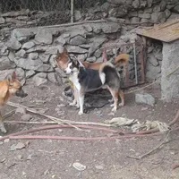 سگ نگهبان