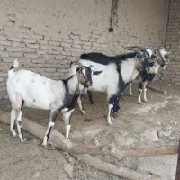 صلاله اهویی سومال