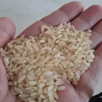 برنج ممتاز لنجان