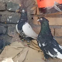 جفت سینه سیاه کاکلی|پرنده|تربت‌حیدریه, شهرک ولیعصر|دیوار