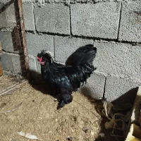 مرغ خروس لهستانی|حیوانات مزرعه|آبپخش, |دیوار