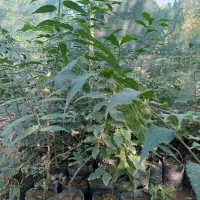 فروش نهال بلوط|خدمات باغبانی و درختکاری|ساری, |دیوار