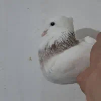 طوقی کبوتر|پرنده|مسجد سلیمان, |دیوار