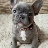 سگ فرنچ بولداگ .شیتزو فلت و سوپر فلت