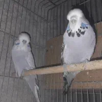مرغ عشق|پرنده|چغادک, |دیوار