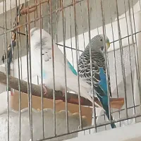 فروش یک جفت مرغ عشق|پرنده|سپیدان, |دیوار