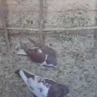 کفتر|پرنده|مشهد, نوفل لوشاتو|دیوار