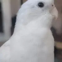 عروس هلندی مولد