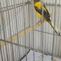 سلام به همه دوستان عزیز فروشی دوتا قناری خوشگل|پرنده|ماهدشت, |دیوار