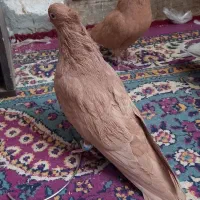 کفترزردکرمانی کاکلی|پرنده|سبزوار, فقیه سبزواری|دیوار