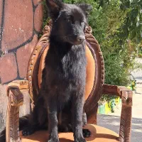 ژرمن موکوتاه ماده سامویید نر و ژرمن بلک|سگ|تهران, وردآورد|دیوار