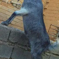 بز پاتری گلابی آبستن