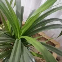 گل زیبا|گل و گیاه طبیعی|نیشابور, فضل|دیوار