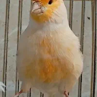 قناری موزاییکی اورجینال و طلایی چشم قرمز|پرنده|شیراز, صاحب الزمان|دیوار