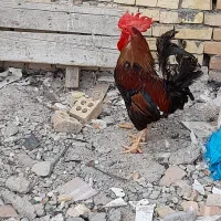 مرغ وخروس