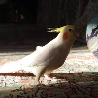 گمشده|حیوانات|الیگودرز, |دیوار