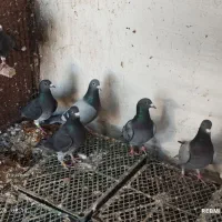 کبوتر پلاکی|پرنده|جم, |دیوار