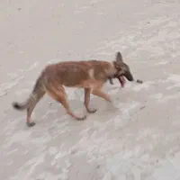 به فروش میرسد