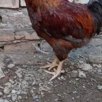 خروس چهل تاج