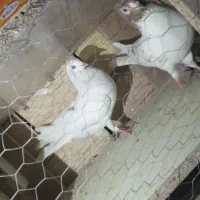 فروشی|پرنده|سلطانیه, |دیوار