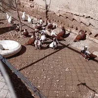 ۱۶ عدد قرمزی نشان رو هم دونه ای ۸۰۰