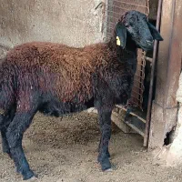 بره قوچ همو ۶ ماهه