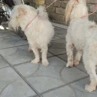 سگ پا کوتا|سگ|داراب, |دیوار