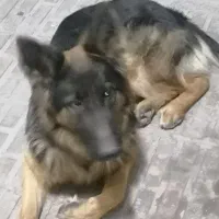 سگ ژرمن کلاس A باهوت داری شناسنامه وتعید دامپزشکی