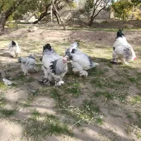 فروش برهما لایت|حیوانات مزرعه|آذرشهر, |دیوار