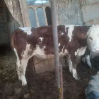 فروش تلیسه سیمینتال قرمز شرابی|حیوانات مزرعه|سیمین شهر, |دیوار