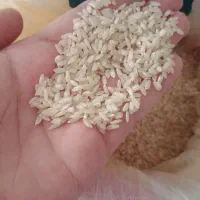 برنج لنجان بودار